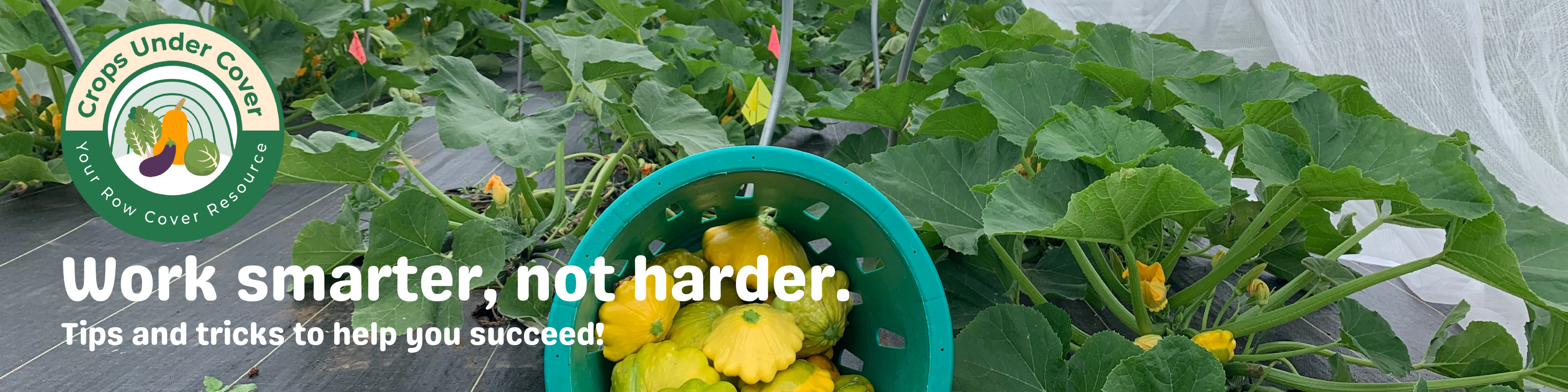 Tips and Tricks Banner with pattypan squash plants and harvest 